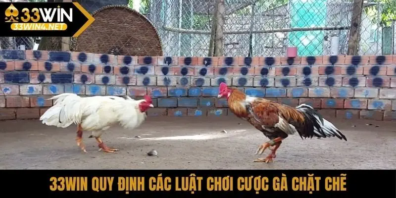 33Win quy định các luật chơi cược gà chặt chẽ