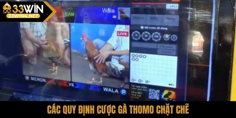 Các quy định cược gà Thomo chặt chẽ