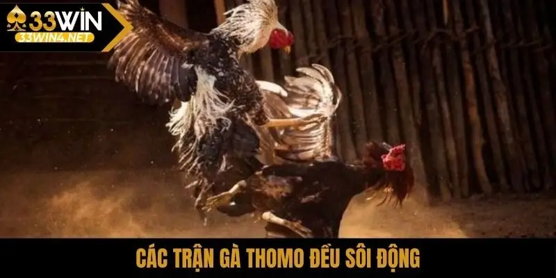 Các trận gà Thomo đều sôi động