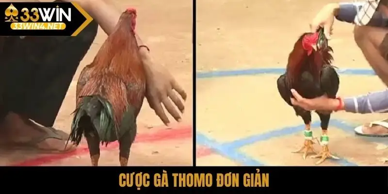 Cược gà Thomo đơn giản