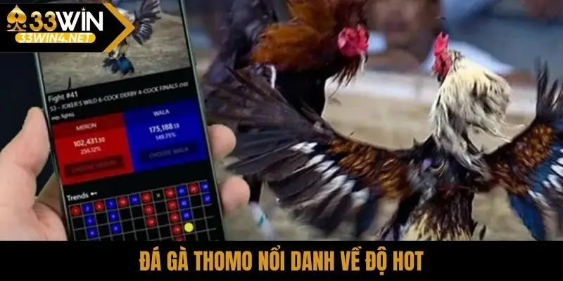 Đá gà Thomo nổi danh về độ HOT
