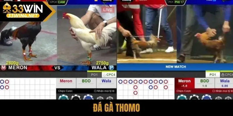 Đá gà Thomo