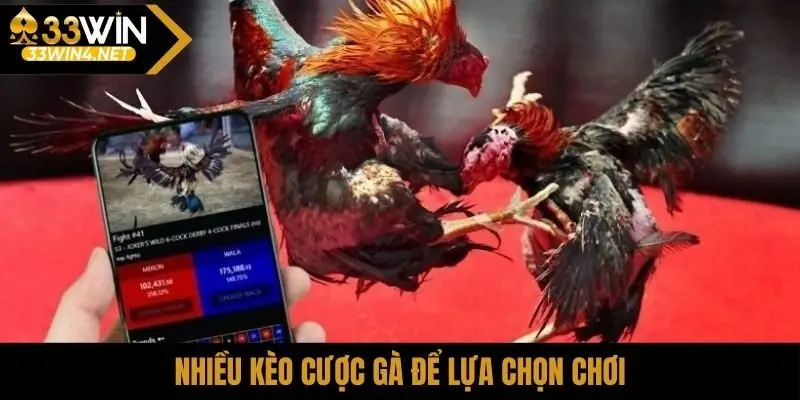 Nhiều kèo cược gà để lựa chọn chơi